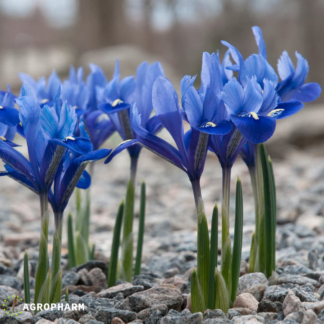 Iris Reticulata Harmony 12/1