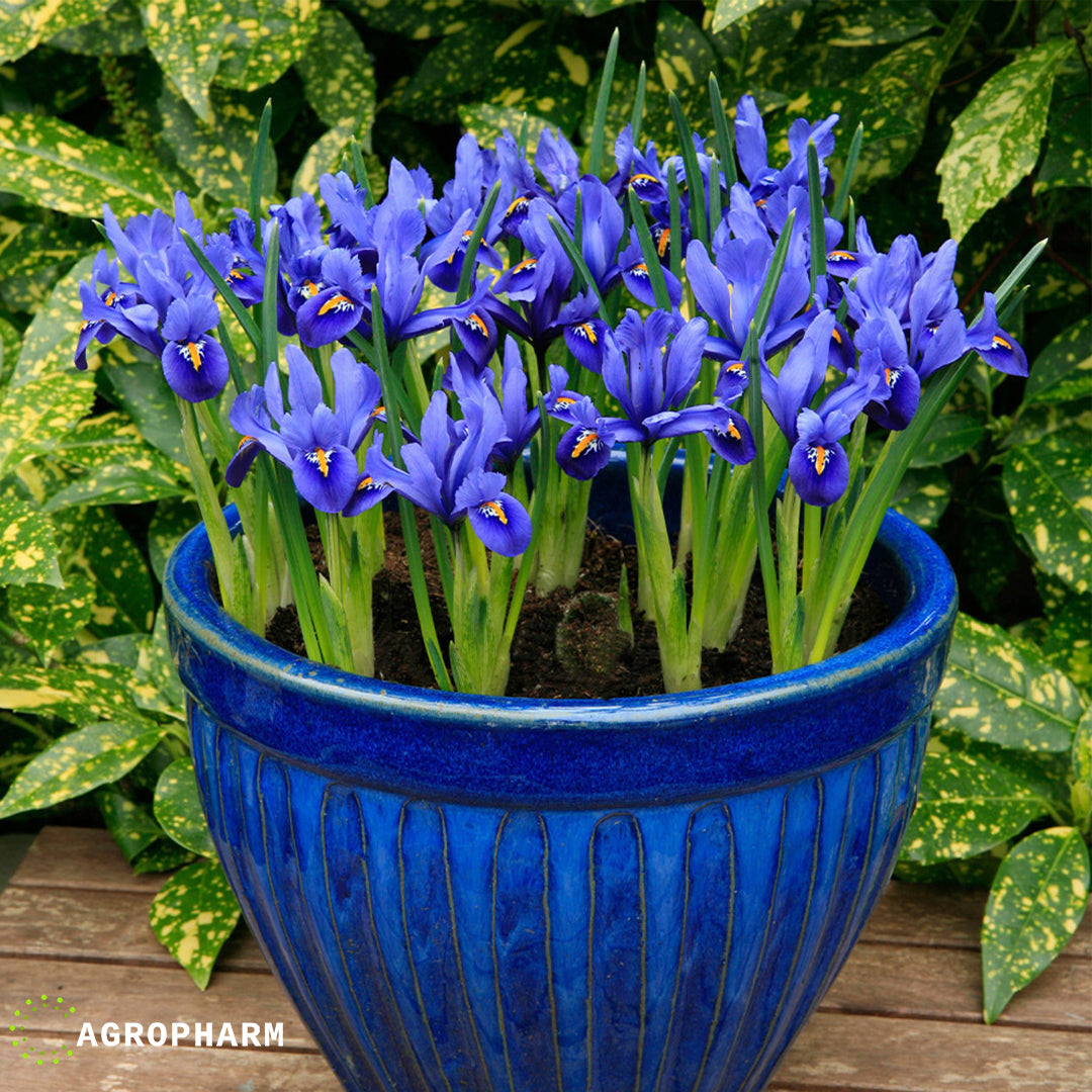 Iris Reticulata Harmony 12/1