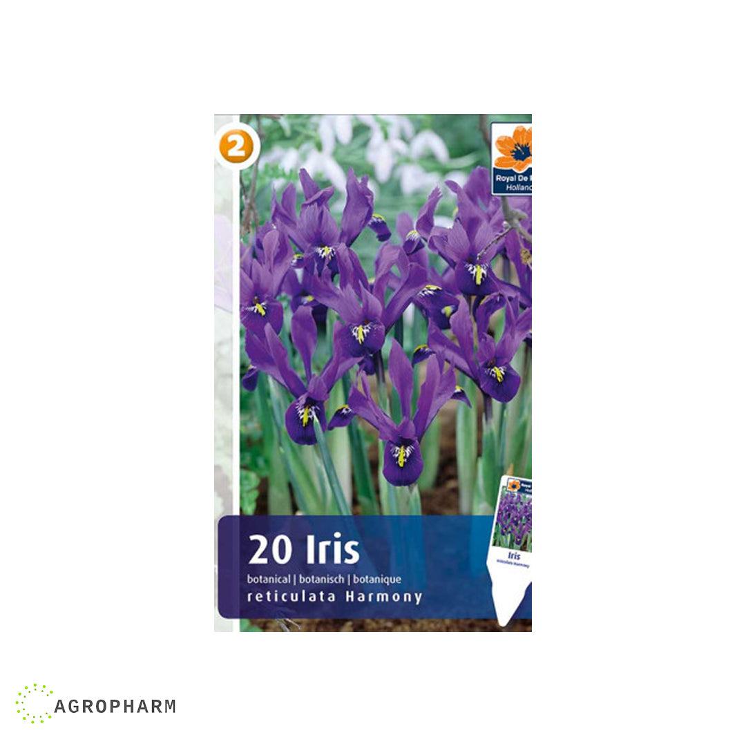 Iris Reticulata Harmony 12/1