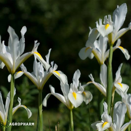 Iris White Excelsior 25/1