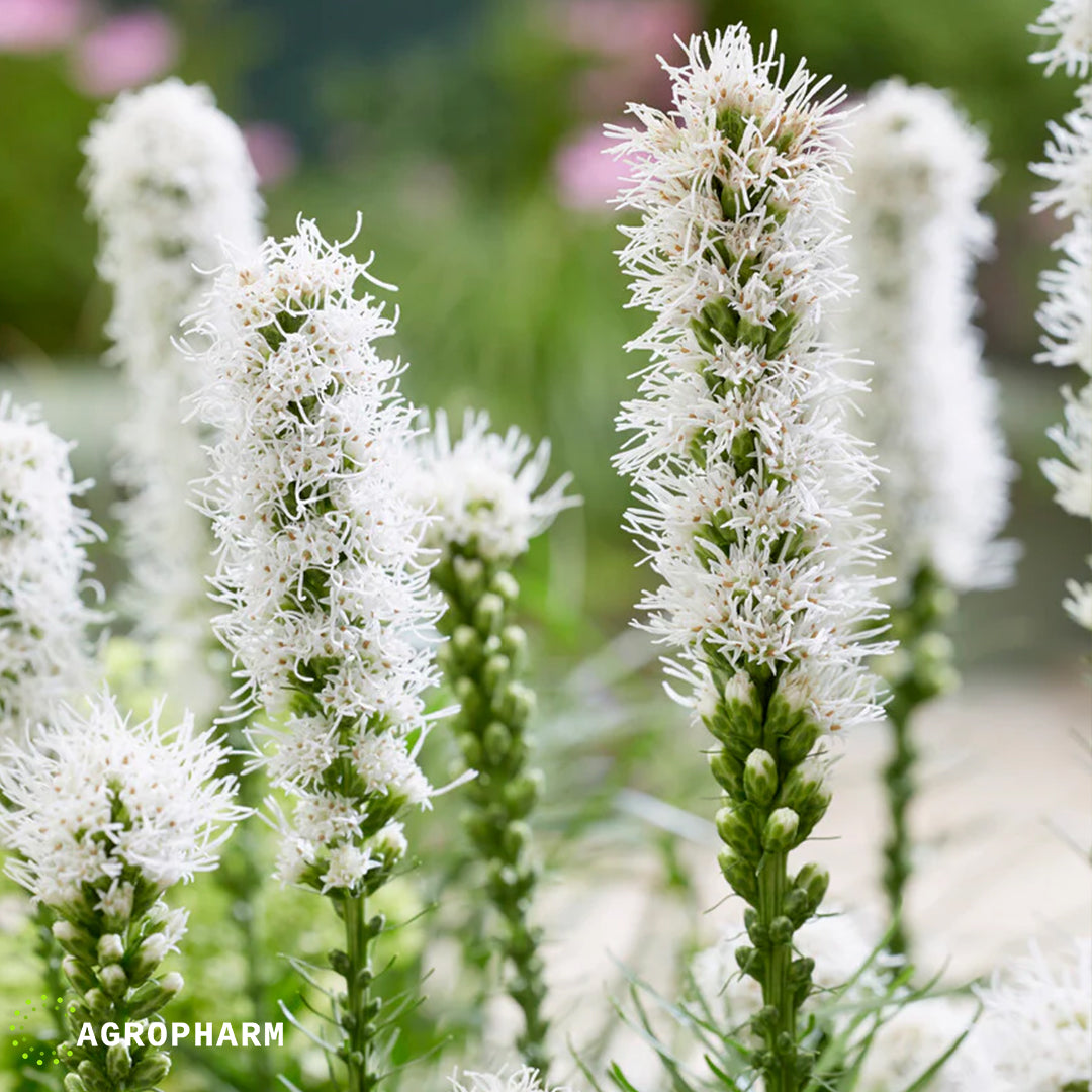 Liatris White 6/1