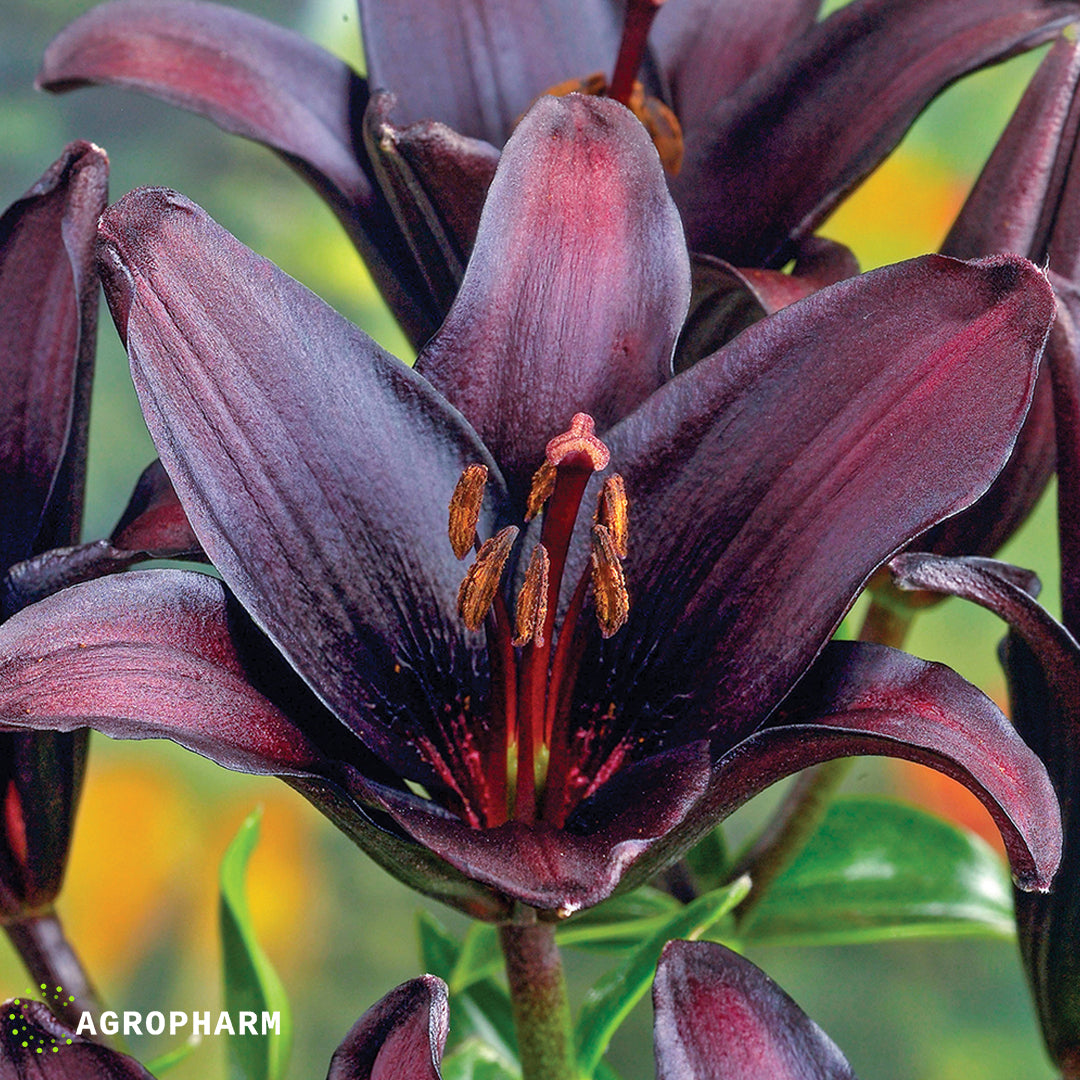 Lilium Black 2/1