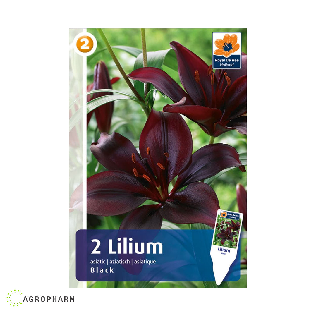 Lilium Black 2/1