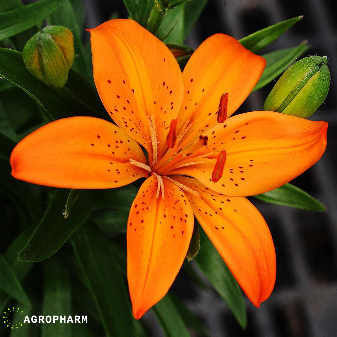 Lilium Orange 2/1