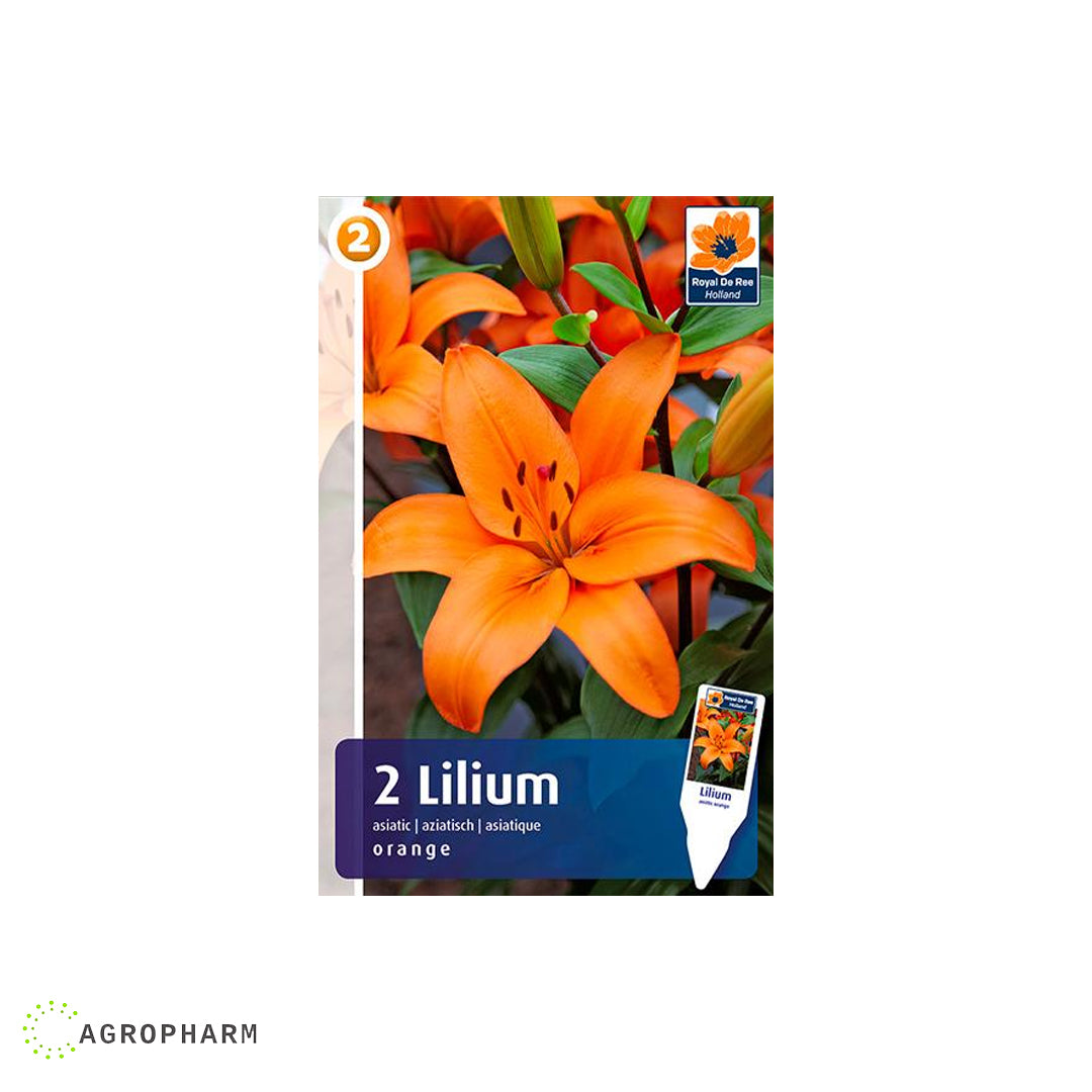 Lilium Orange 2/1