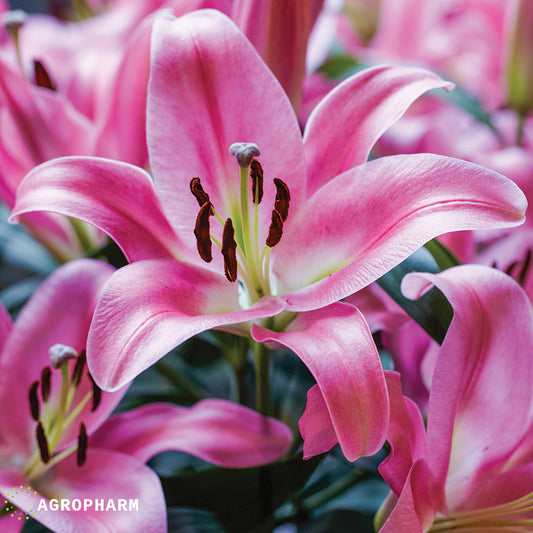 Lilium Pink 2/1