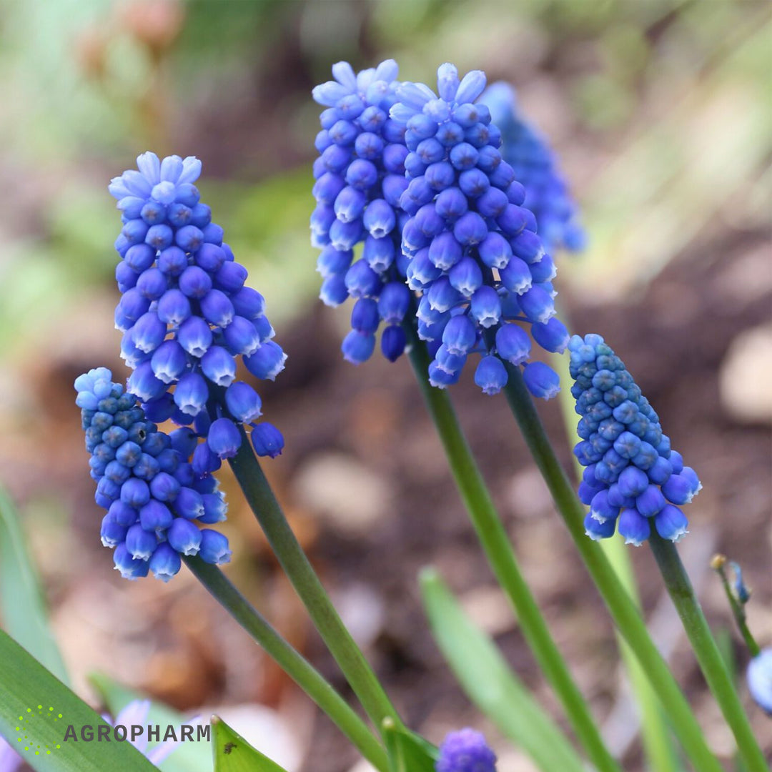 Muscari Armenicanum Blue 25/1