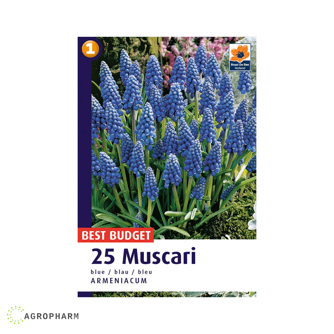 Muscari Armenicanum Blue 25/1