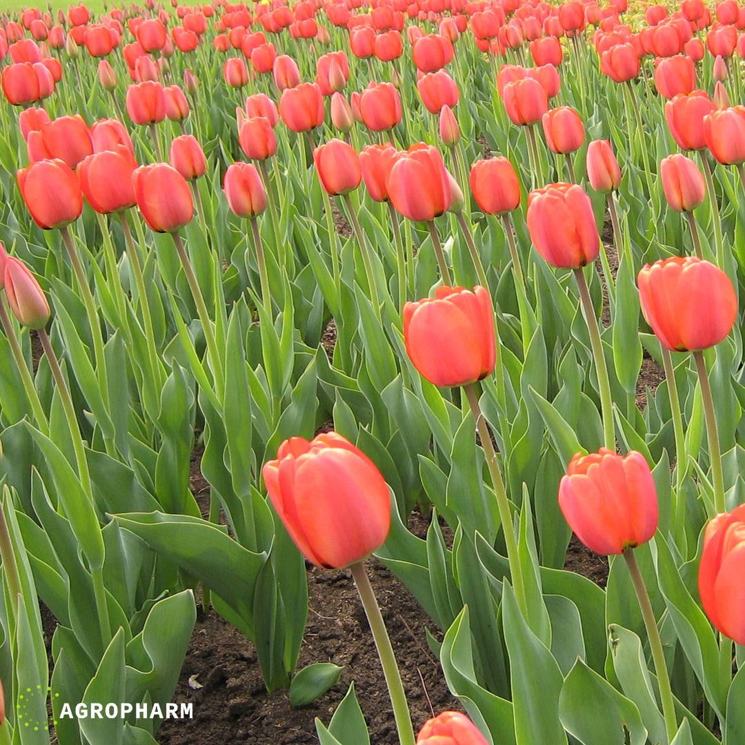 Tulipa Apeldoorn 5/1