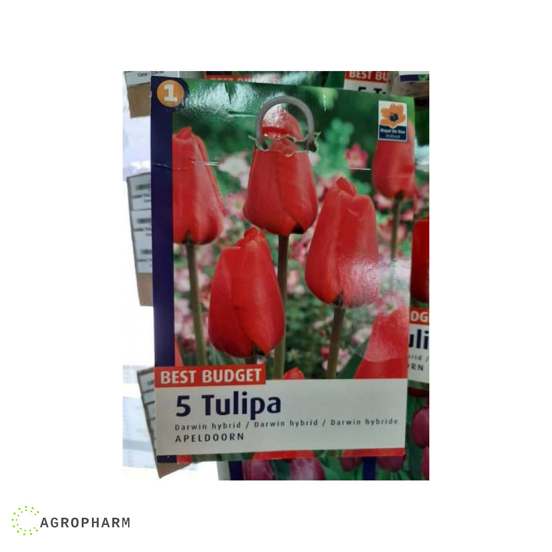 Tulipa Apeldoorn 5/1