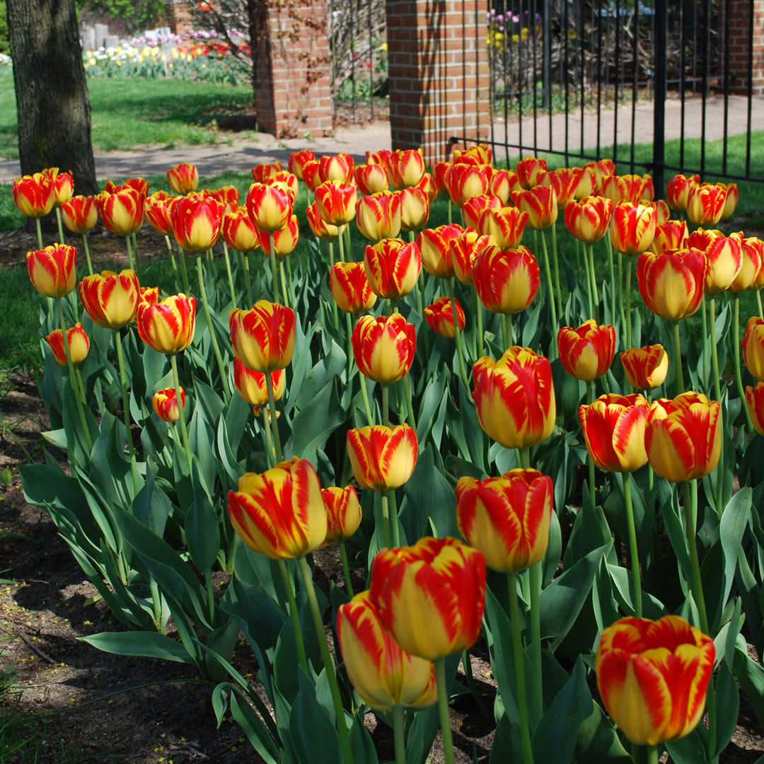 Tulipani Banja Luka