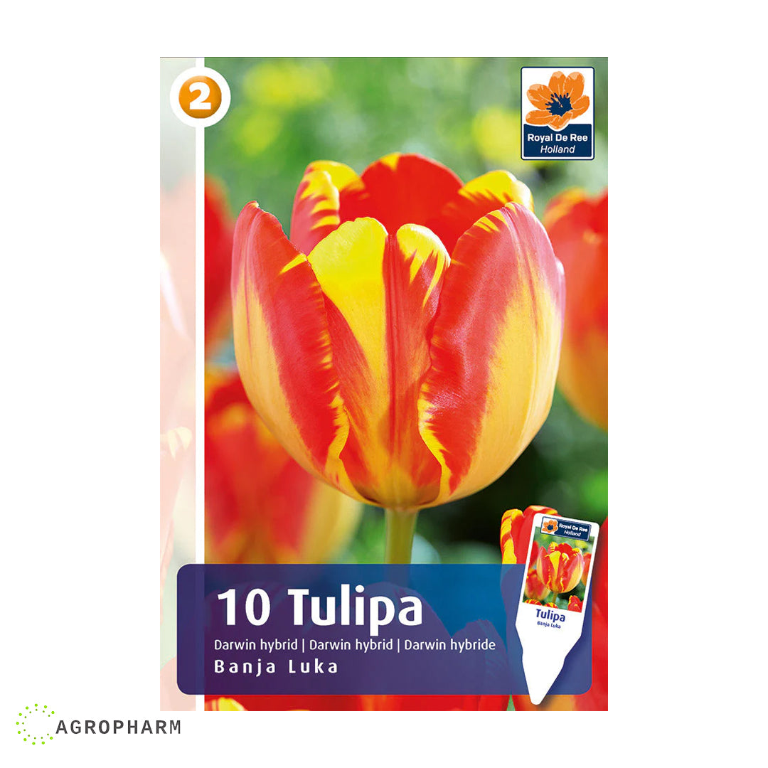 Tulipa Banja Luka 10/1