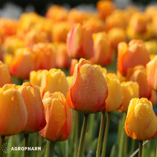Tulipa Blush Apeldoorn 5/1