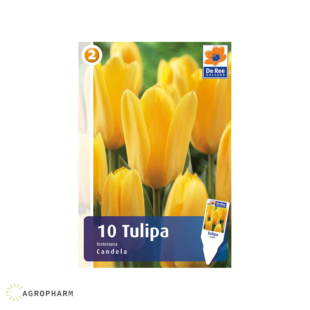 Tulipa Candela 5/1