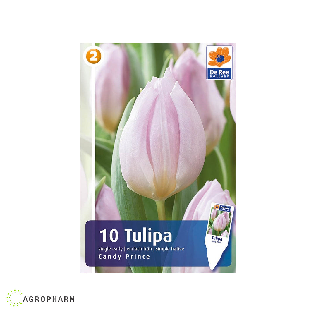 Tulipa Candy Prince 10/1