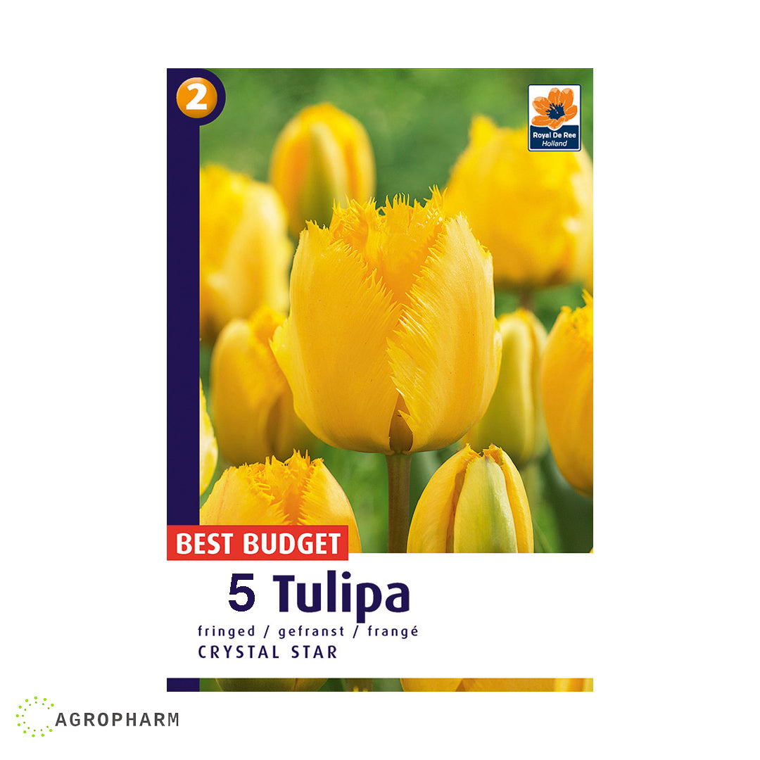 Tulipa Crystal Star 5/1