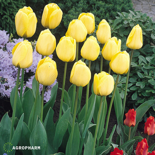 Tulipa Golden Apeldoorm