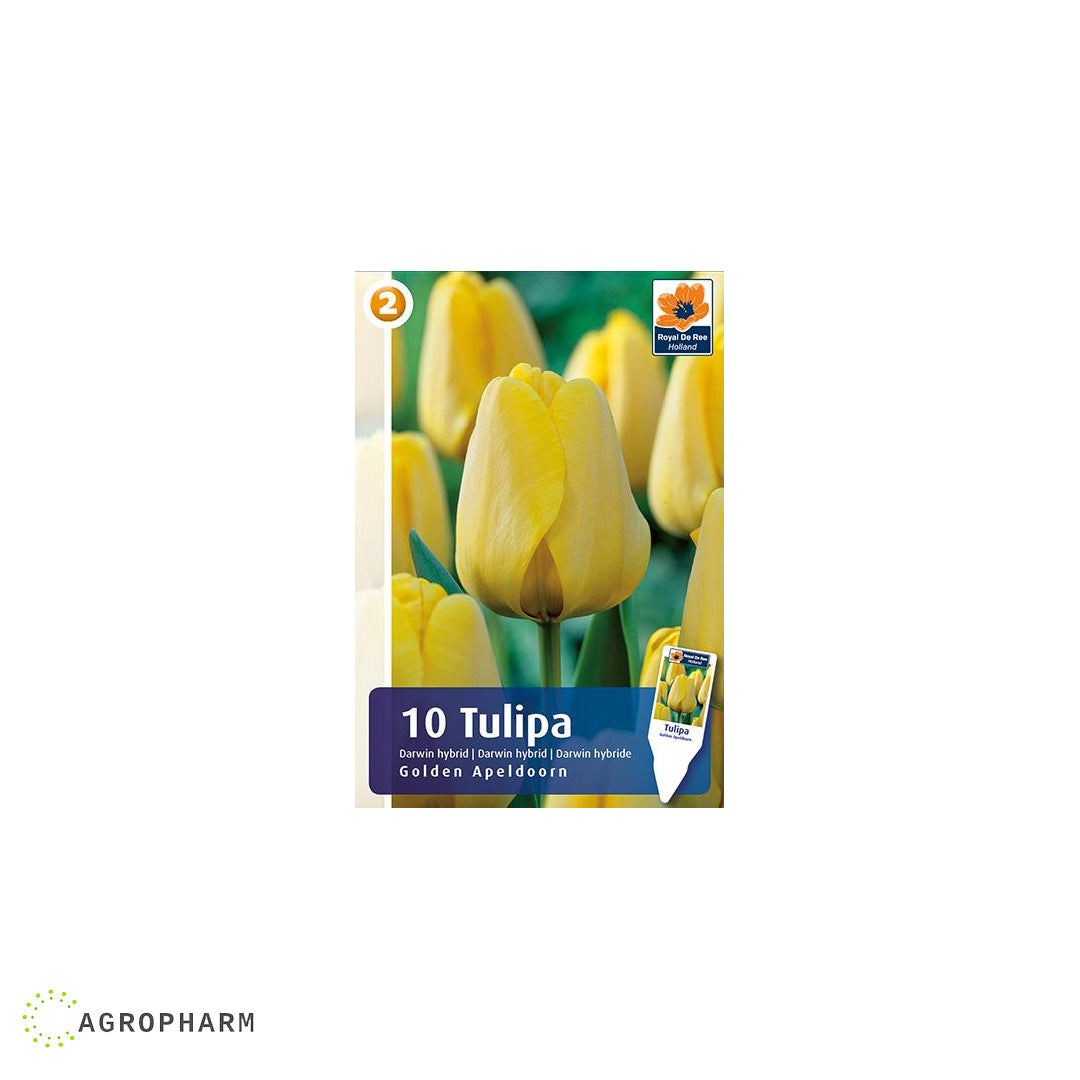 Tulipa Golden Apeldoorm 10/1