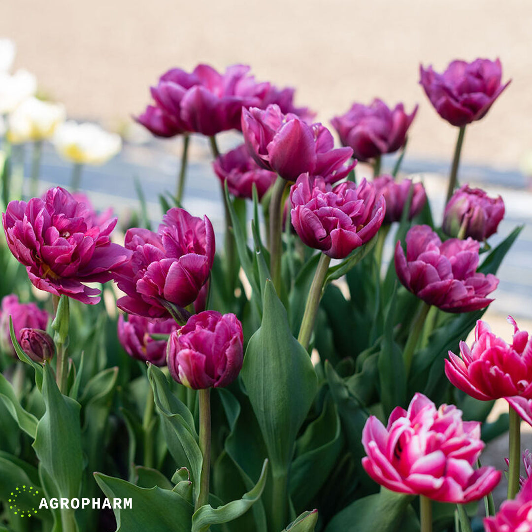 Tulipa Margarita 10/1