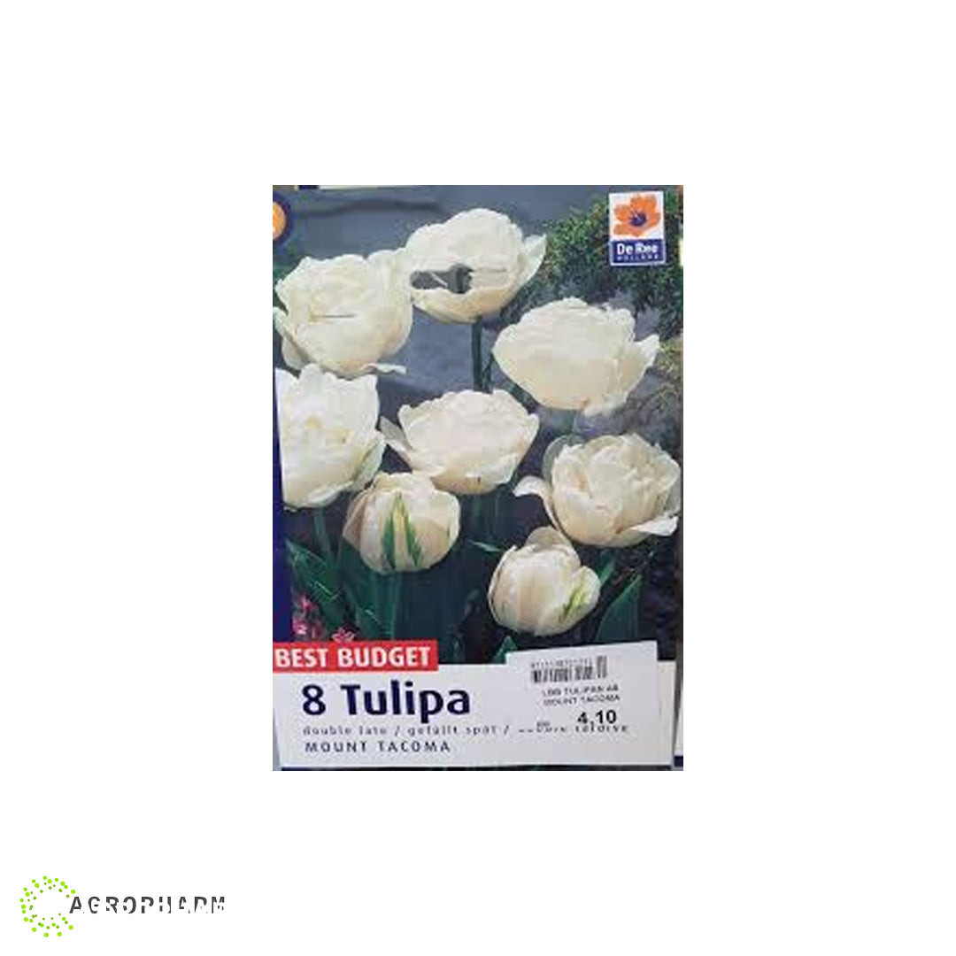 Tulipa Mount Tacoma 8/1