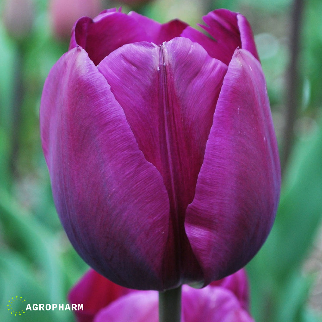 Tulipa Negrita 5/1