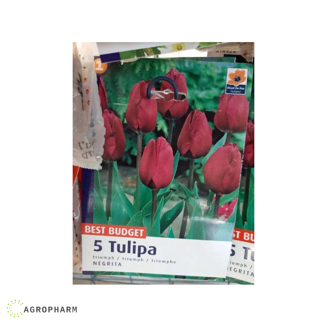 Tulipa Negrita 5/1