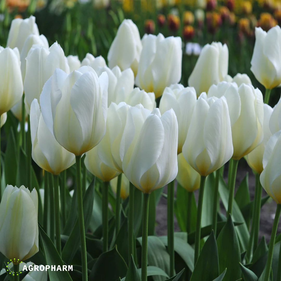 Tulipani Purissima