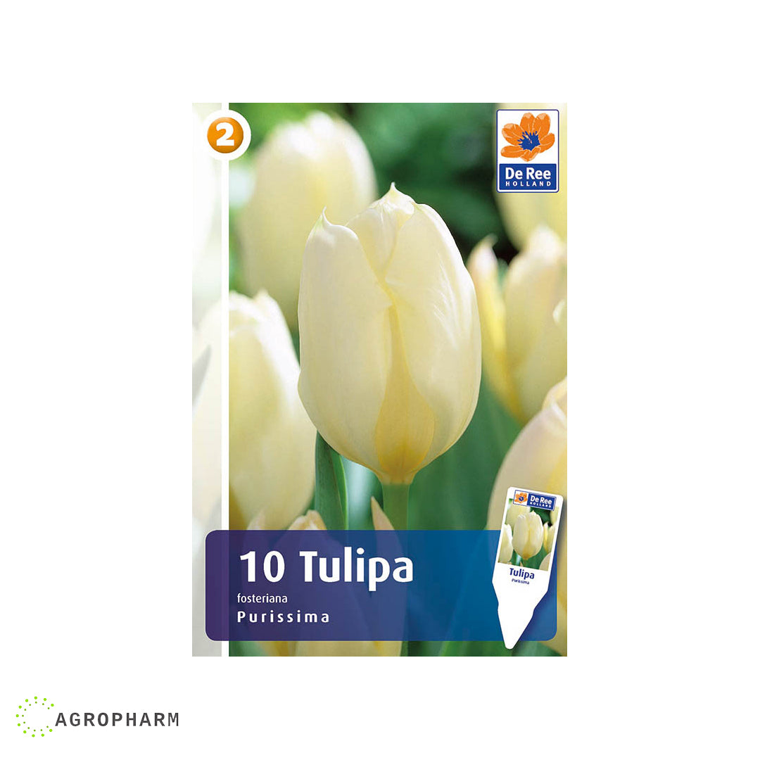 Tulipa Purissima 10/1