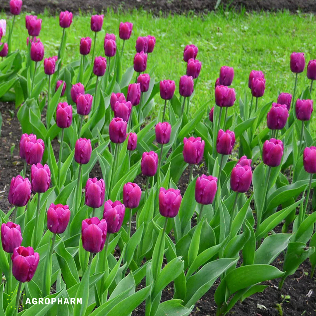 Tulipani Purple Prince