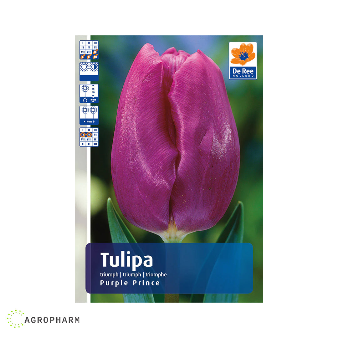 Tulipa Purple Prince 10/1