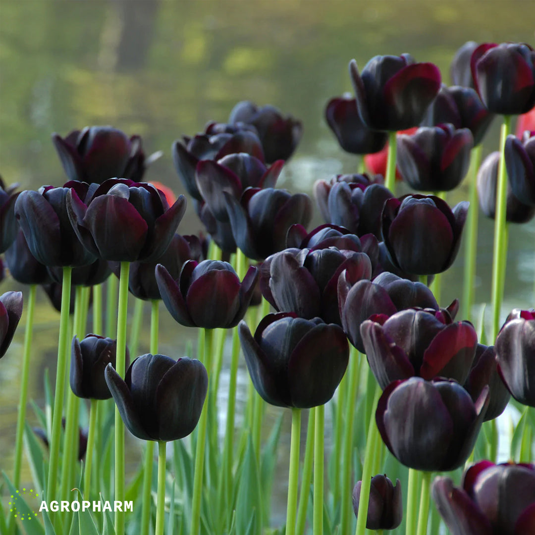 Tulipa Queen of Night