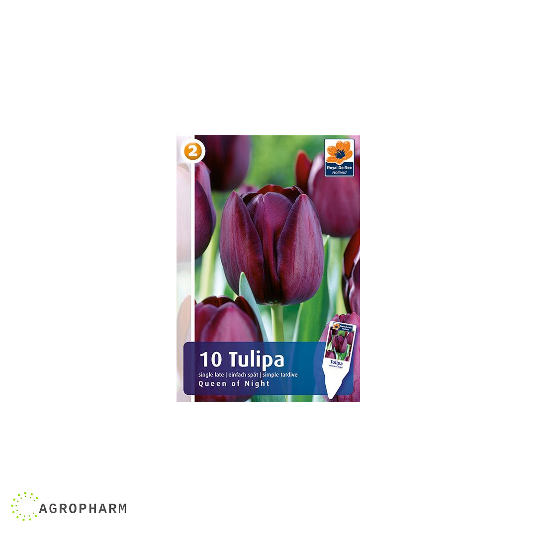 Tulipa Queen of Night