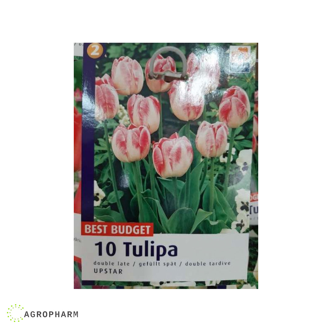 Tulipa Upstar 10/1