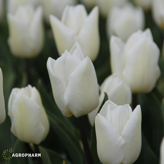 Tulipa White Prince 10/1