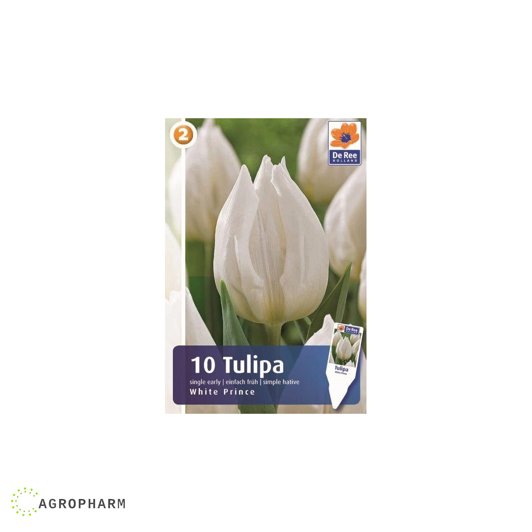 Tulipa White Prince 10/1