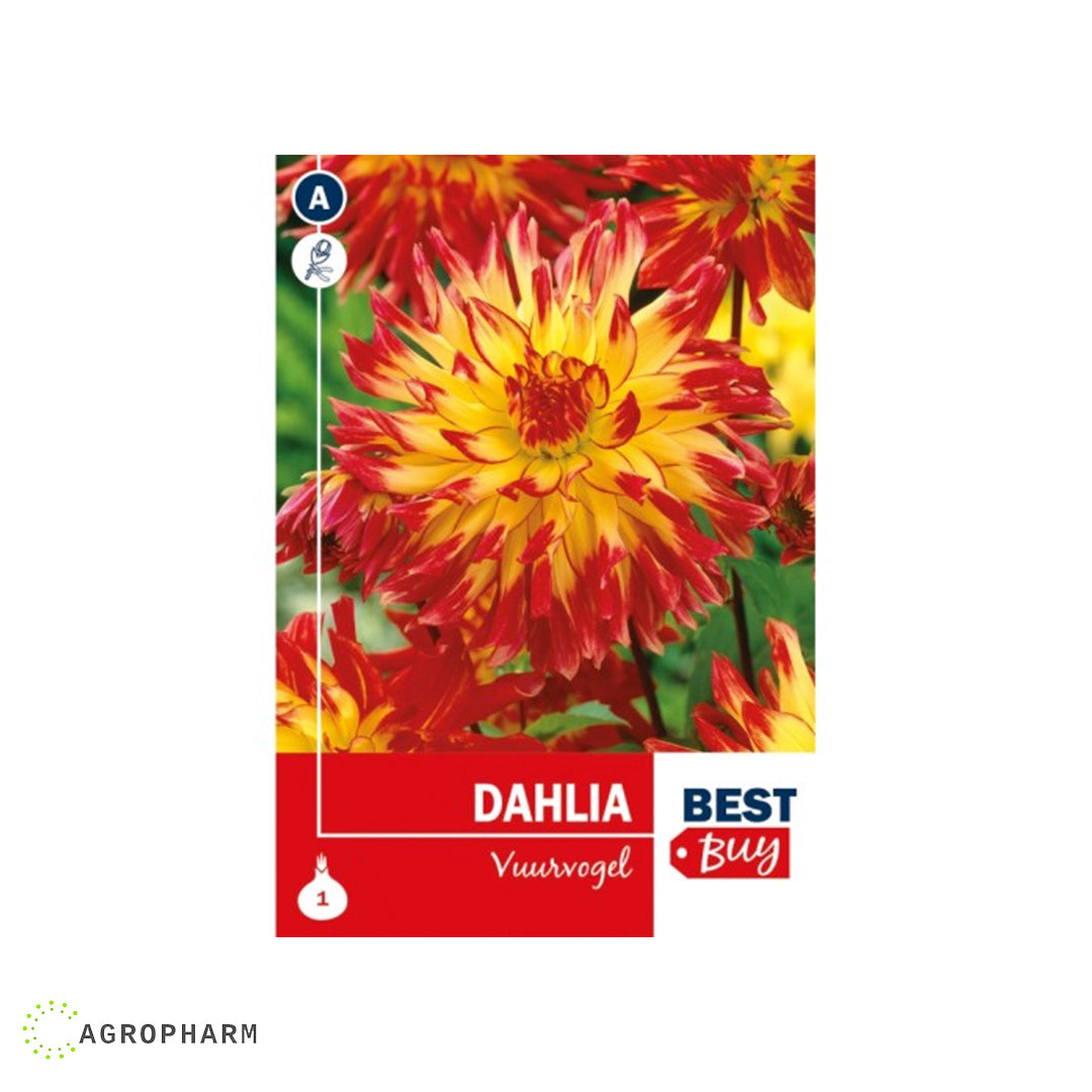 Dahlia Vuurvogel 1/1