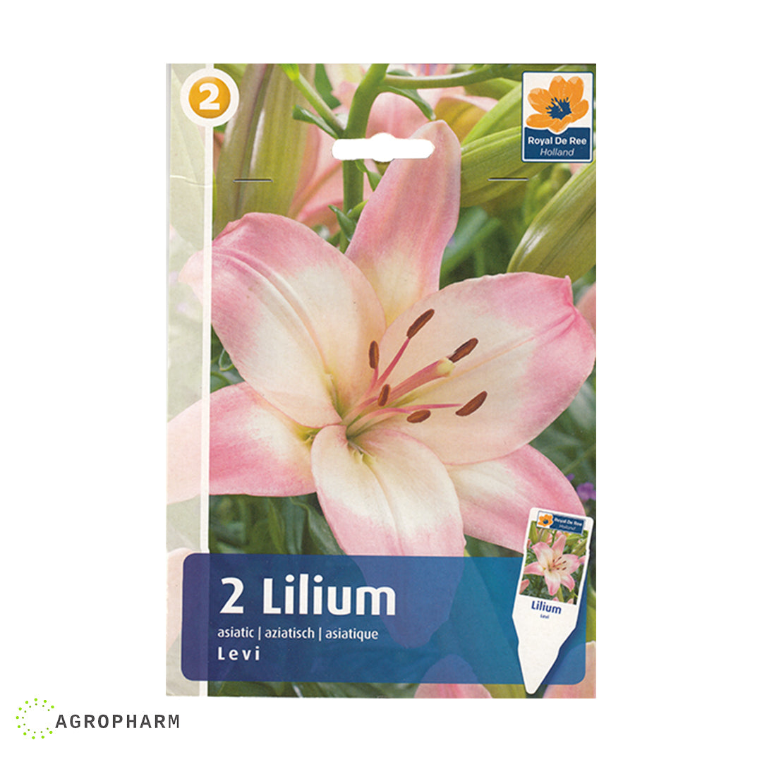 Lilium Levi 2/1