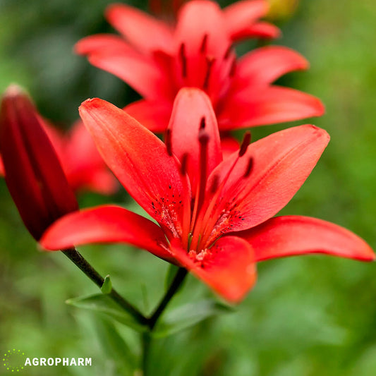 Lilium Asiatic Red 2/1