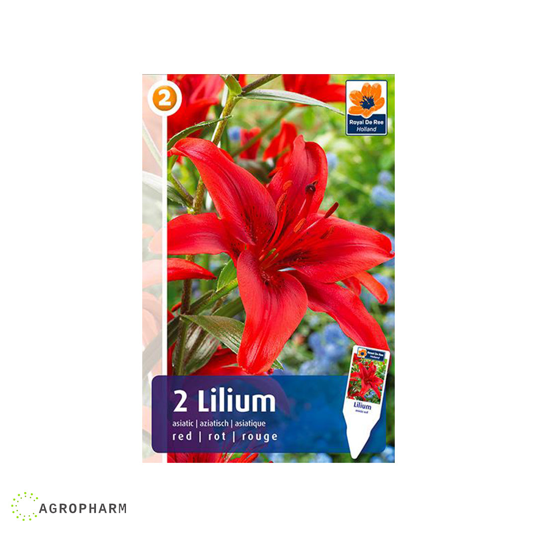 Lilium Asiatic Red 2/1