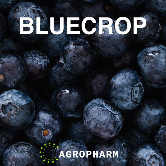 Borovnica Bluecrop Sadnica Voca