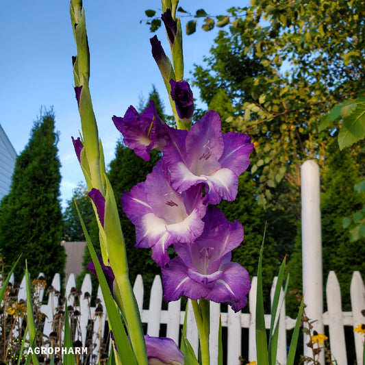 Gladiola Blue Isle 8/1