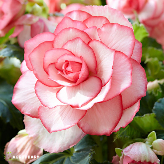 Begonia Bouton de Rose 3/1