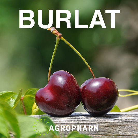 Trešnja Burlat Sadnica Voca
