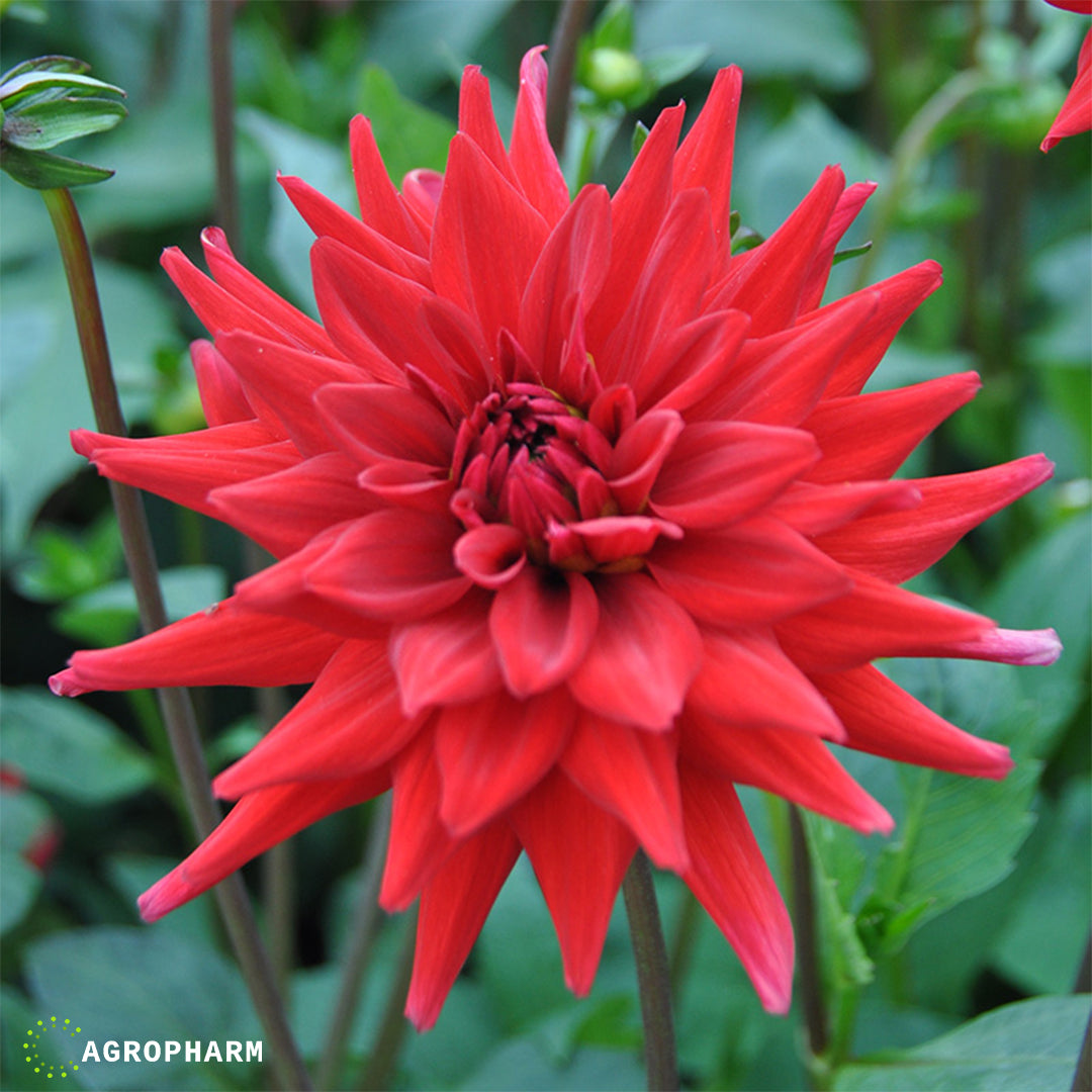 Dahlia Cactus Red Pigmy 1/1