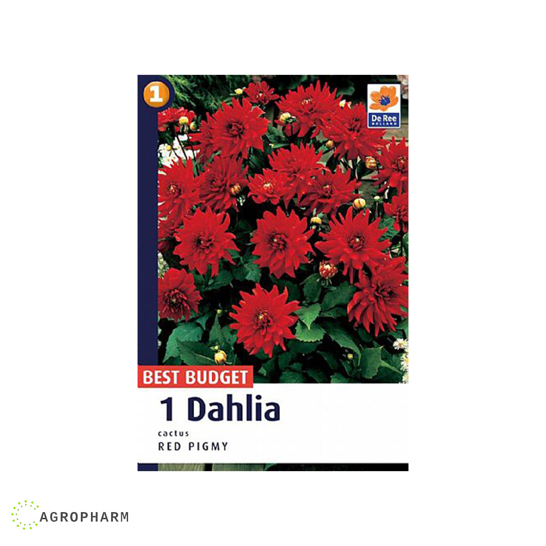 Dahlia Cactus Red Pigmy 1/1