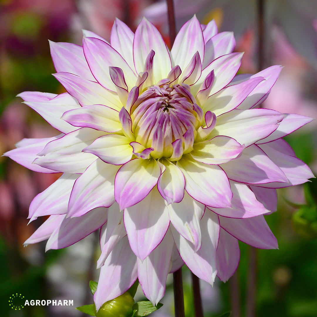 Dahlia Crazy Love 1/1