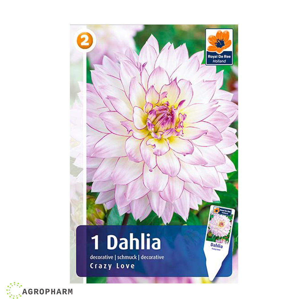 Dahlia Crazy Love 1/1