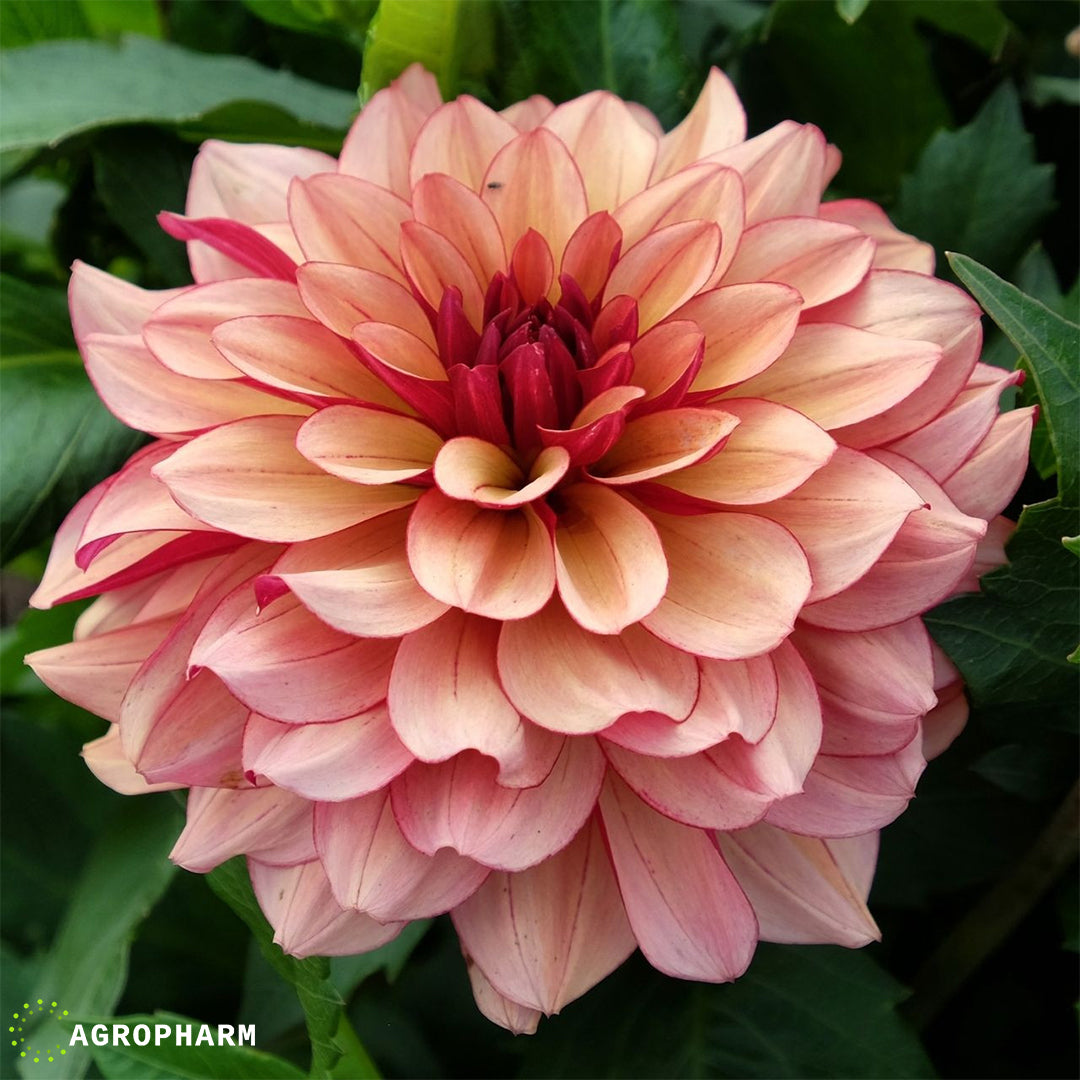 Dahlia Créme de Cognac 1/1