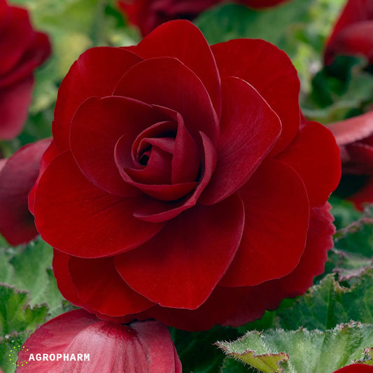Begonia Double Red 3/1