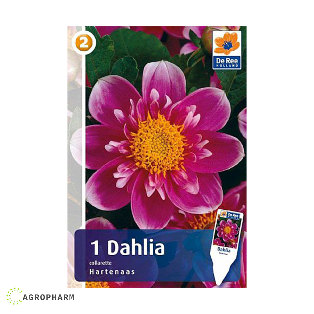 Dahlia Hartenaas 1/1